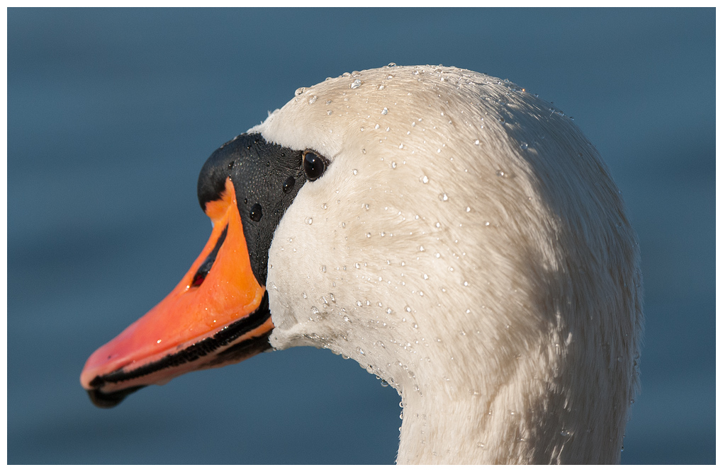 Schwan003.jpg