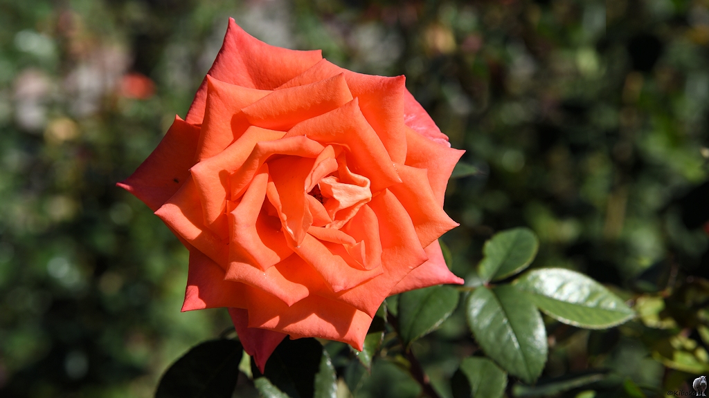 s142_Bishkek_Rose_0951.jpg