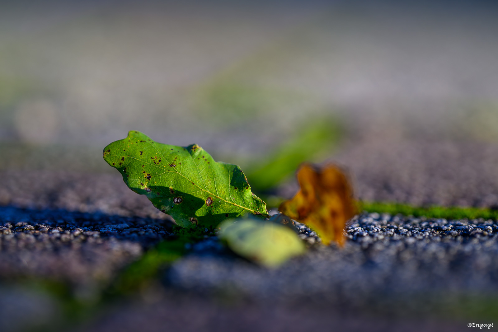 DSC_8935.jpg