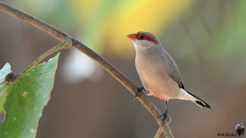 Das Bild zeigt einen kleinen grauen Vogel mit weißer Kehle, roten Augenstreifen, kleinen roten Schnabel und schwarzen Schwanzfedern auf einem dünnen Zweig mit einem Blatt.
