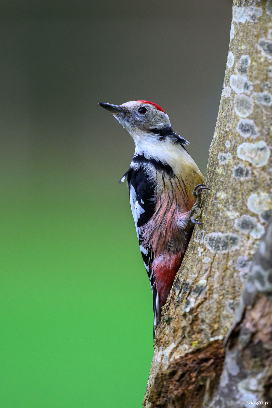 DSC_1042.jpg