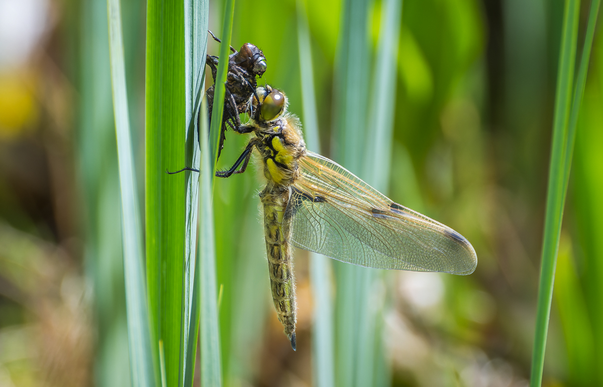 20250504_NZ9_1474_DPNF.jpg