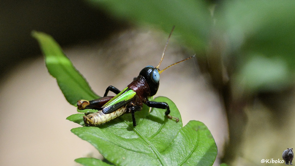 Das Bild zeigt ein Grashüpfer mit schwarzen Kopf, großen blauen Augen, hellgrünen Flügeln und weißen Rumpf auf einem grünen Blatt.