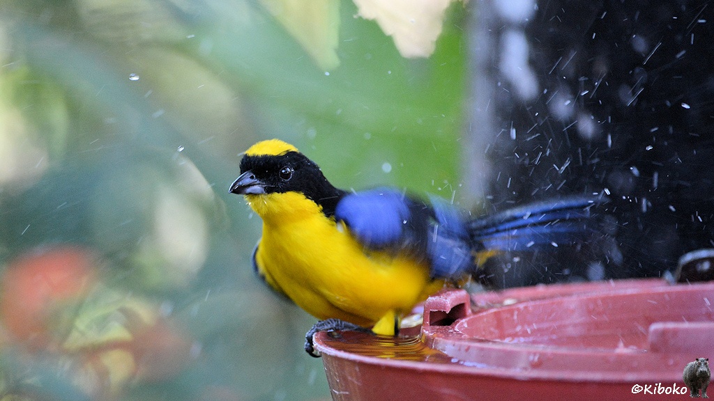 Das Bild zeigt einen gelben Vogel mit schwarzem Kopf, schwarzem Rücken, hellblauen Flügeln und gelbem Fleck auf dem Kopf beim Bad in einen roten, ringförmigen Plastikschale mit Zuckerwasser für die Kolibris. Der Vogel schüttelt sich. Wassertropfen fliegen in alle Richtungen. Nur der Kopf vom Vogel ist scharf.