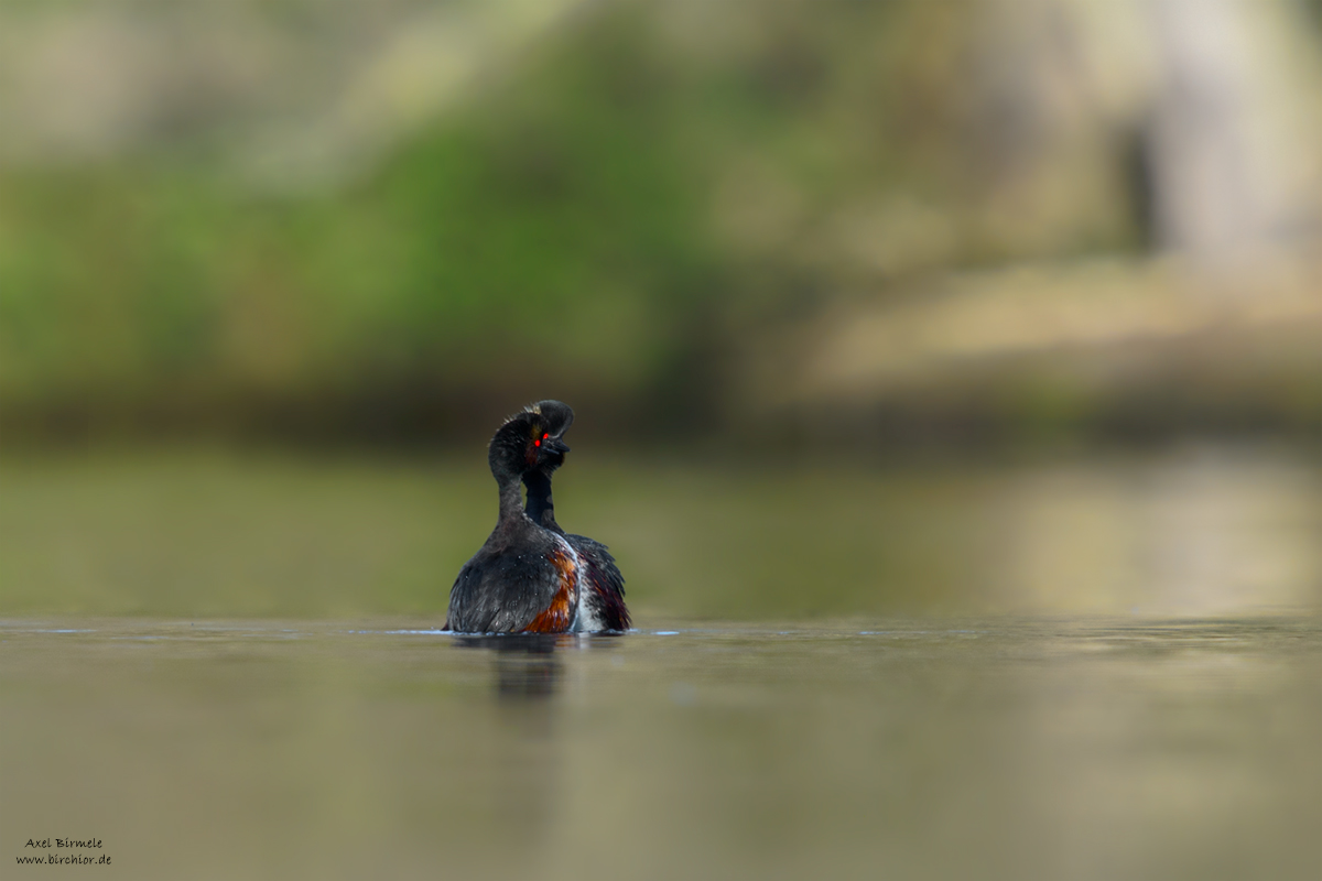 20150405_0080_PS_1200Px.jpg