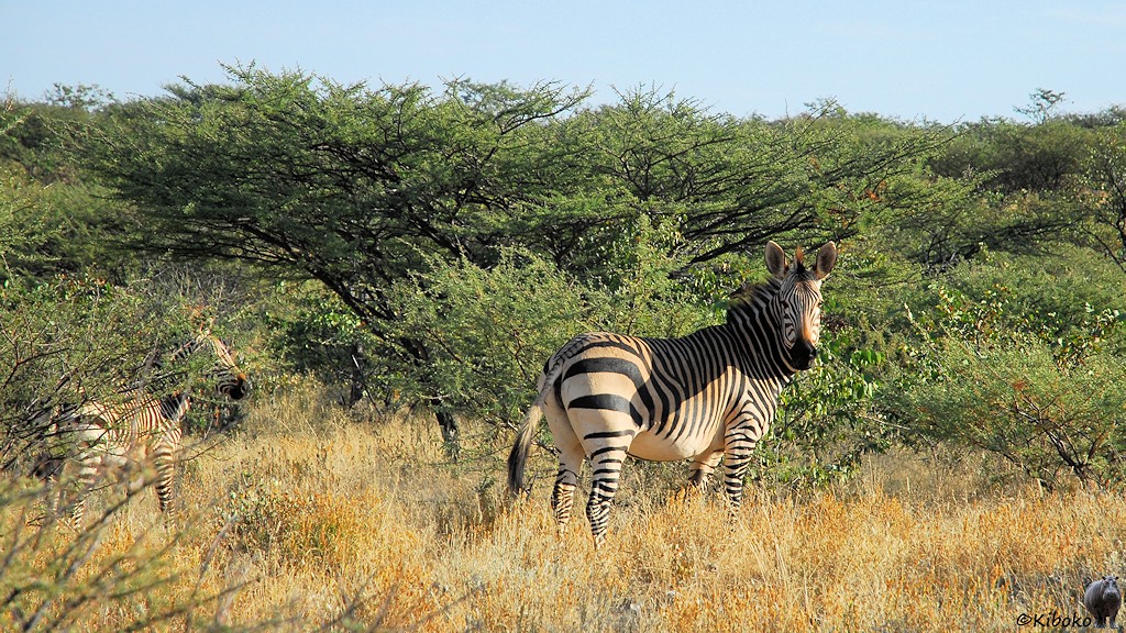 Ein Zebra schaut über die Schulter in die Kamera. Drumherum sind viele grüne Büsche. Ein Zebrafohlen festeckt sich hinter einem Busch.