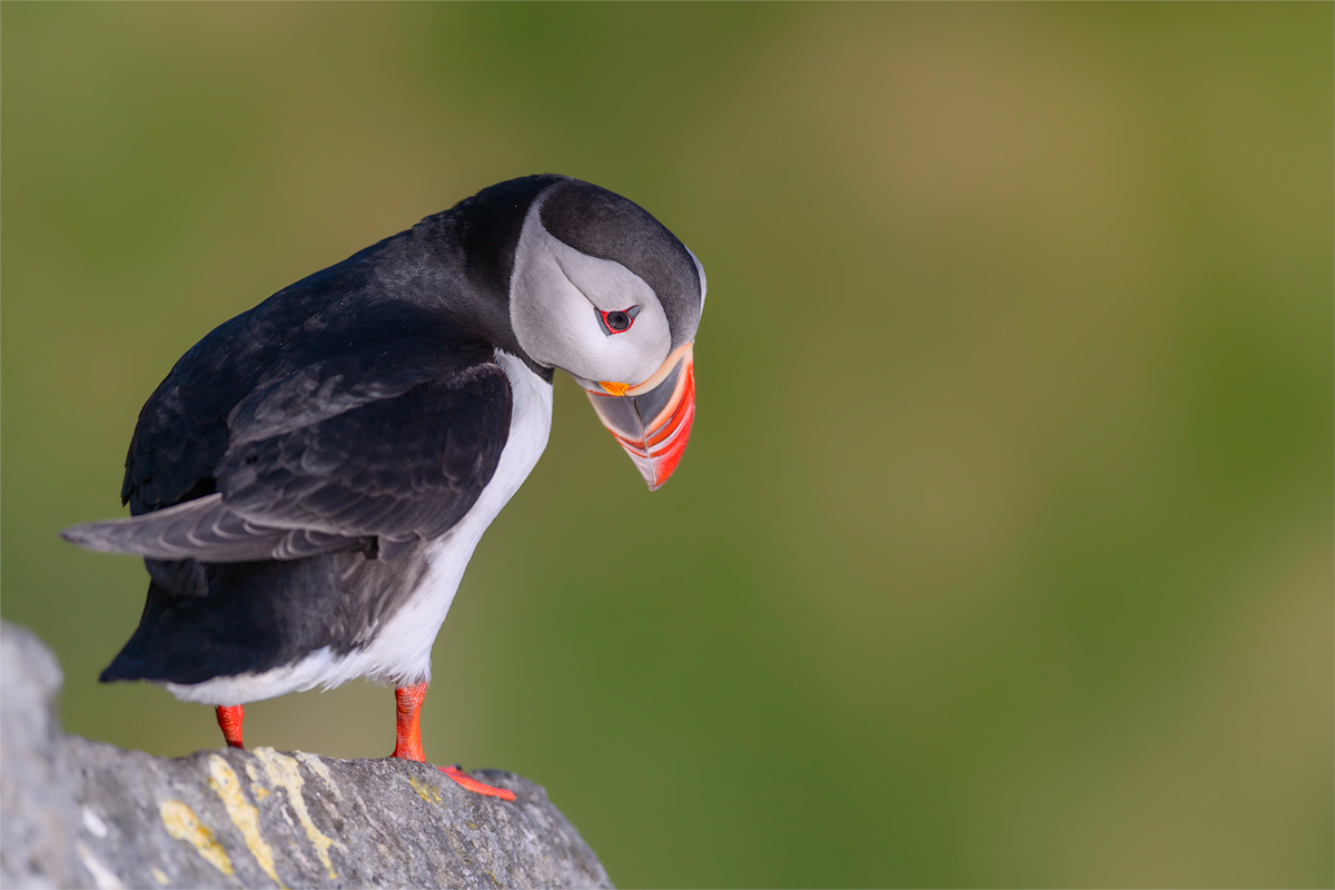 20140514_0365_PS_1200Px.jpg