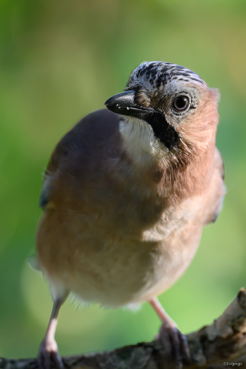 DSC_6110.jpg