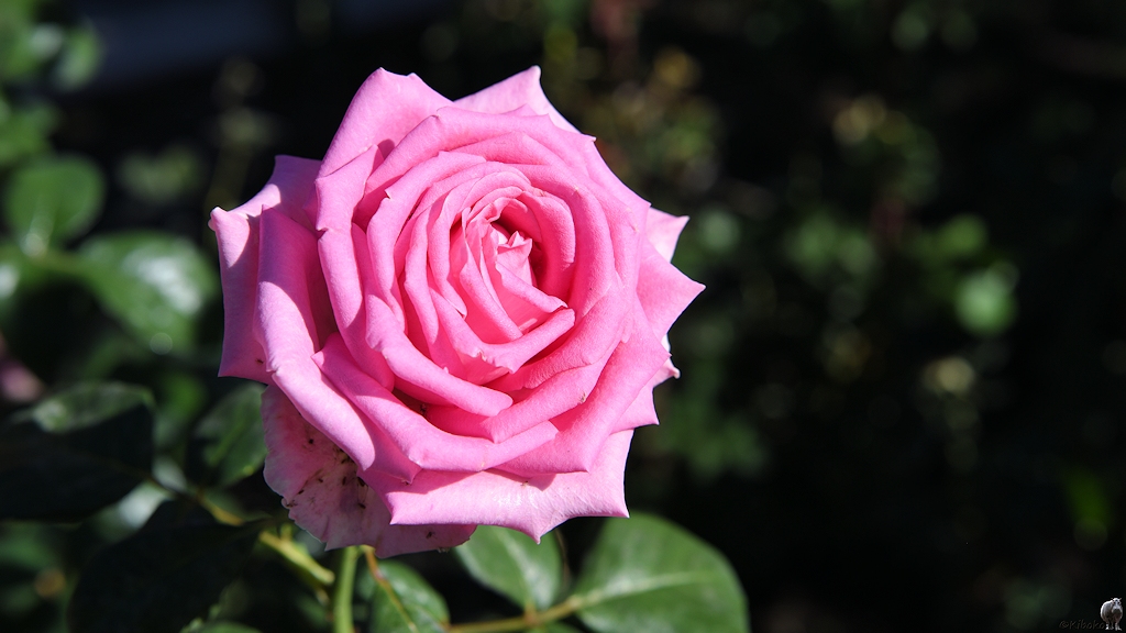 s142_Bishkek_Rose_0954.jpg