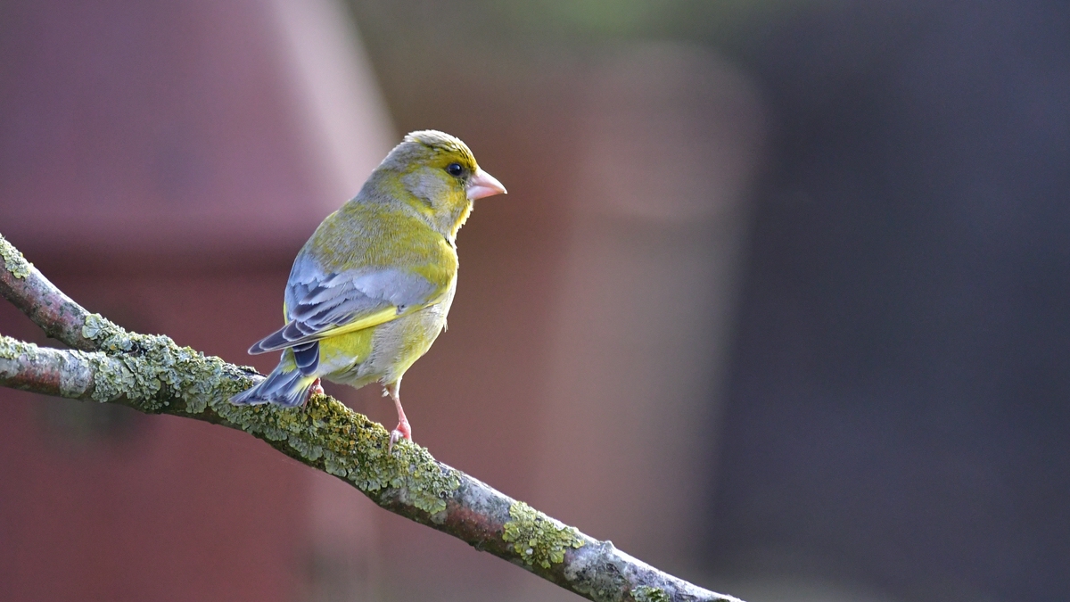 full