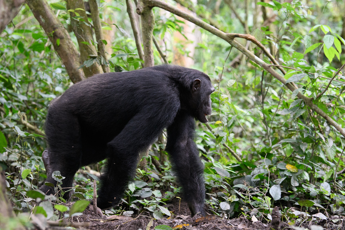 Uganda%201262.jpg