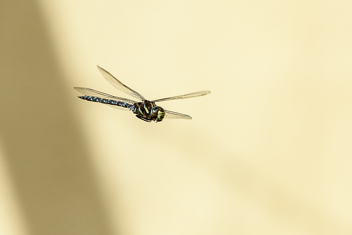 20170913_D810_0524NF.jpg