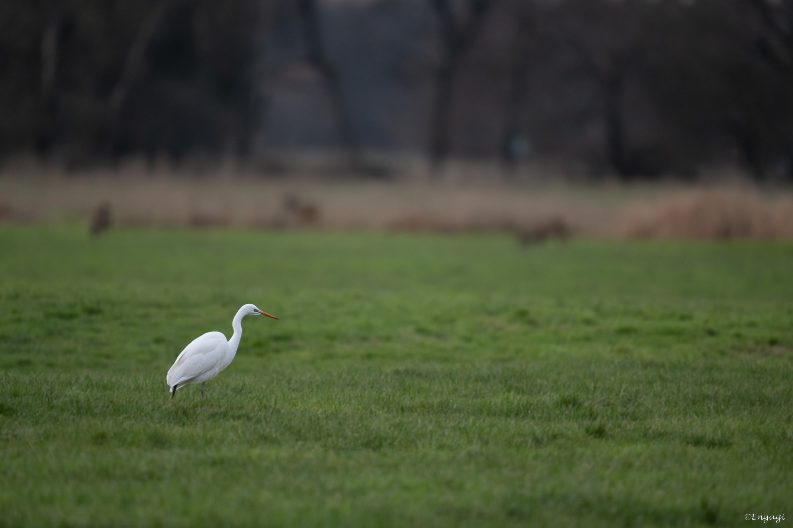 DSC_8049.jpg