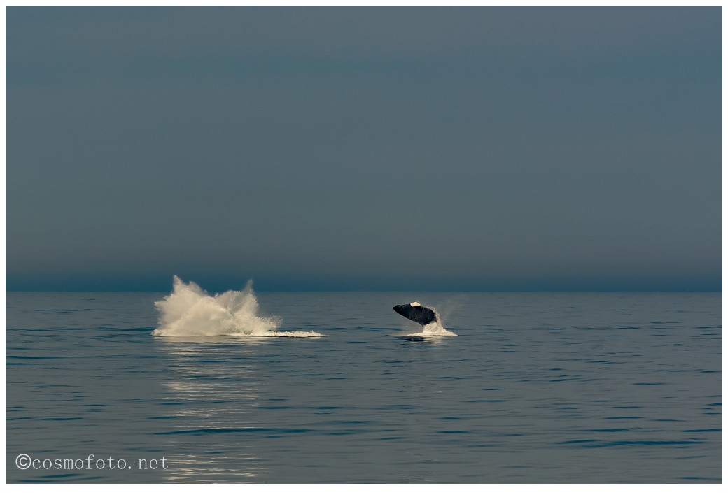 21473936715_3a3ce39f84_o.jpg