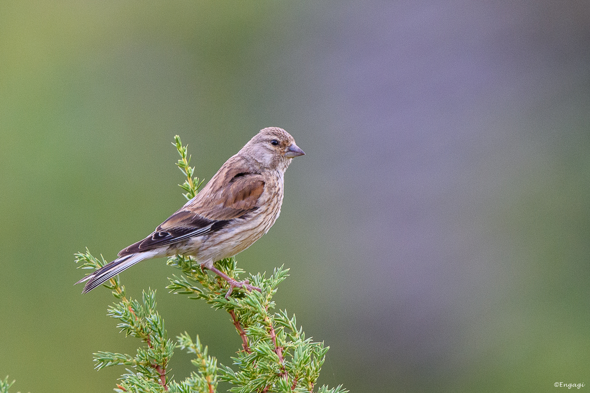 DSC_1419.jpg