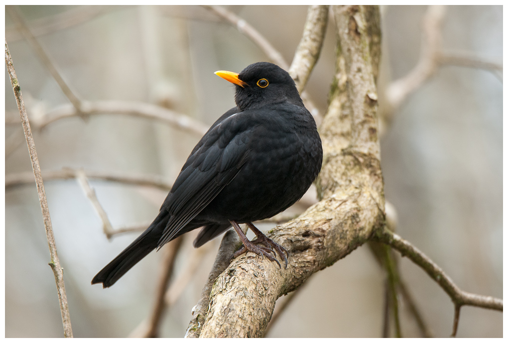 Amsel015.jpg