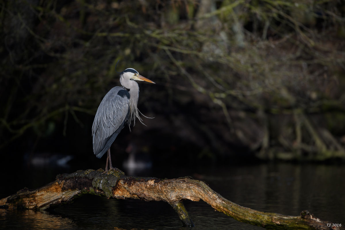 DSC_0604.jpg