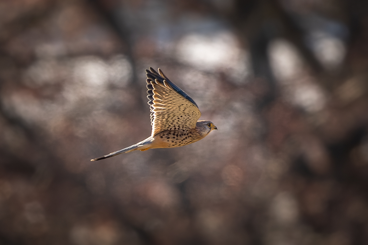20220124_ND5_1989_DxONF.jpg