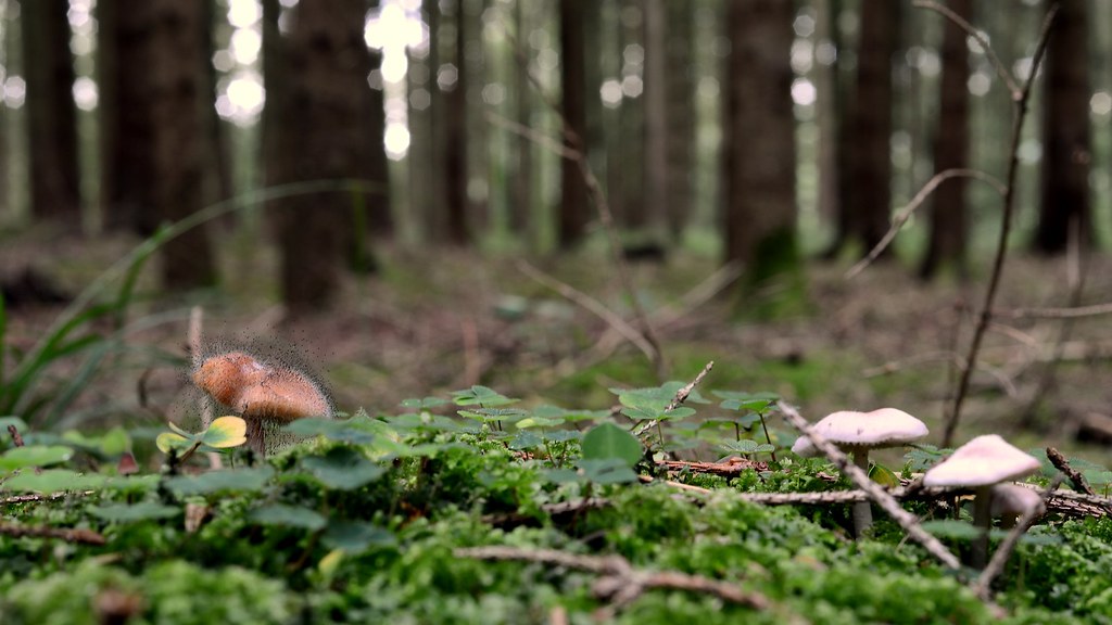 15209037885_2a0d2106f9_b.jpg