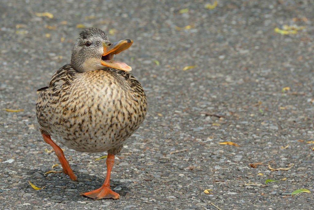 Ente_1596.jpg