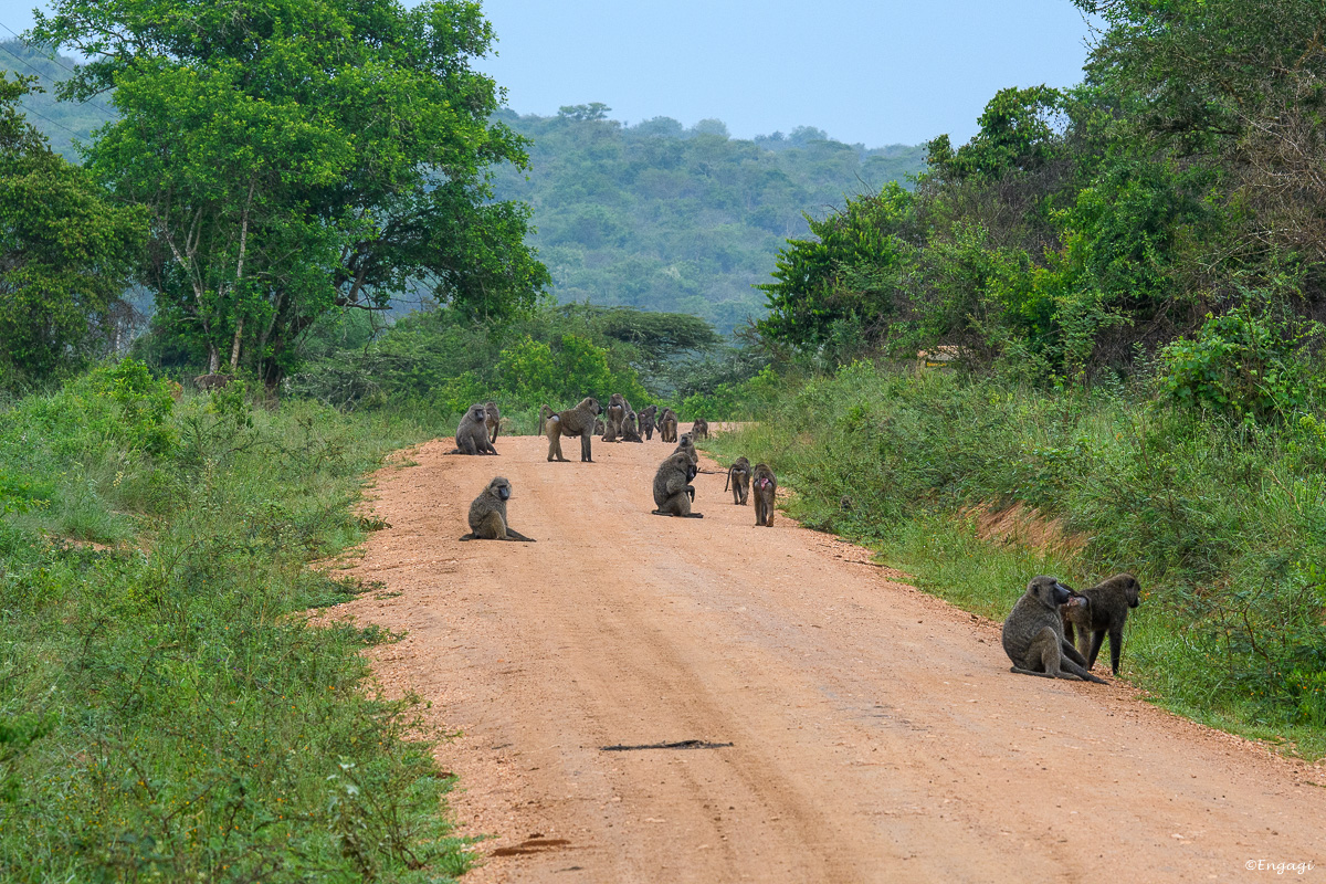Uganda%202537.jpg