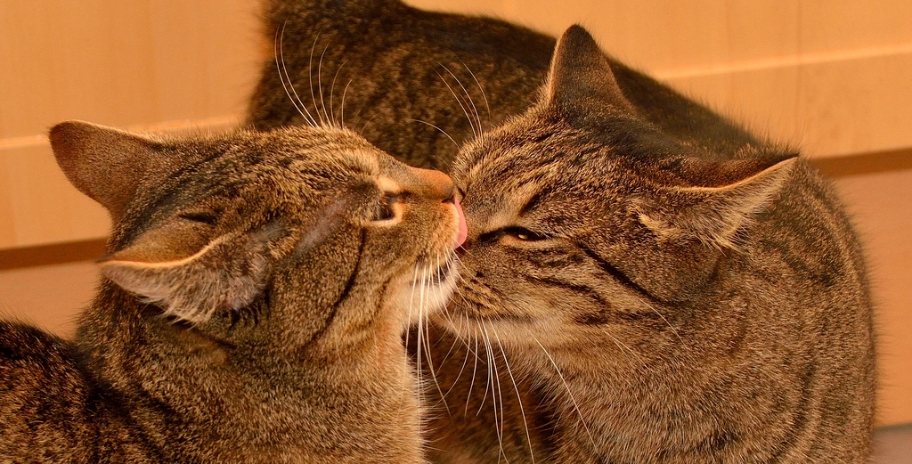 katzenbussi.jpg