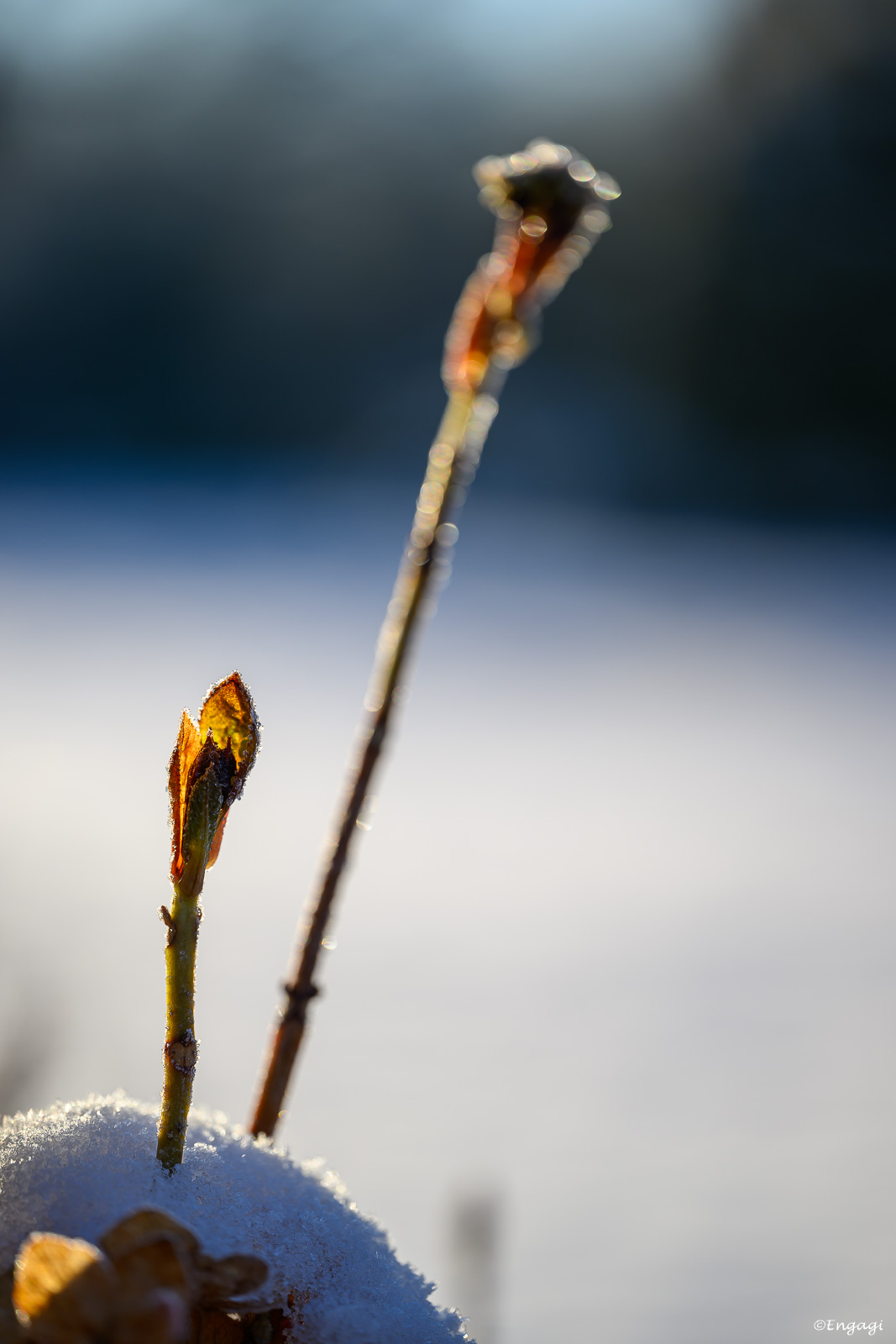 DSC_9147.jpg