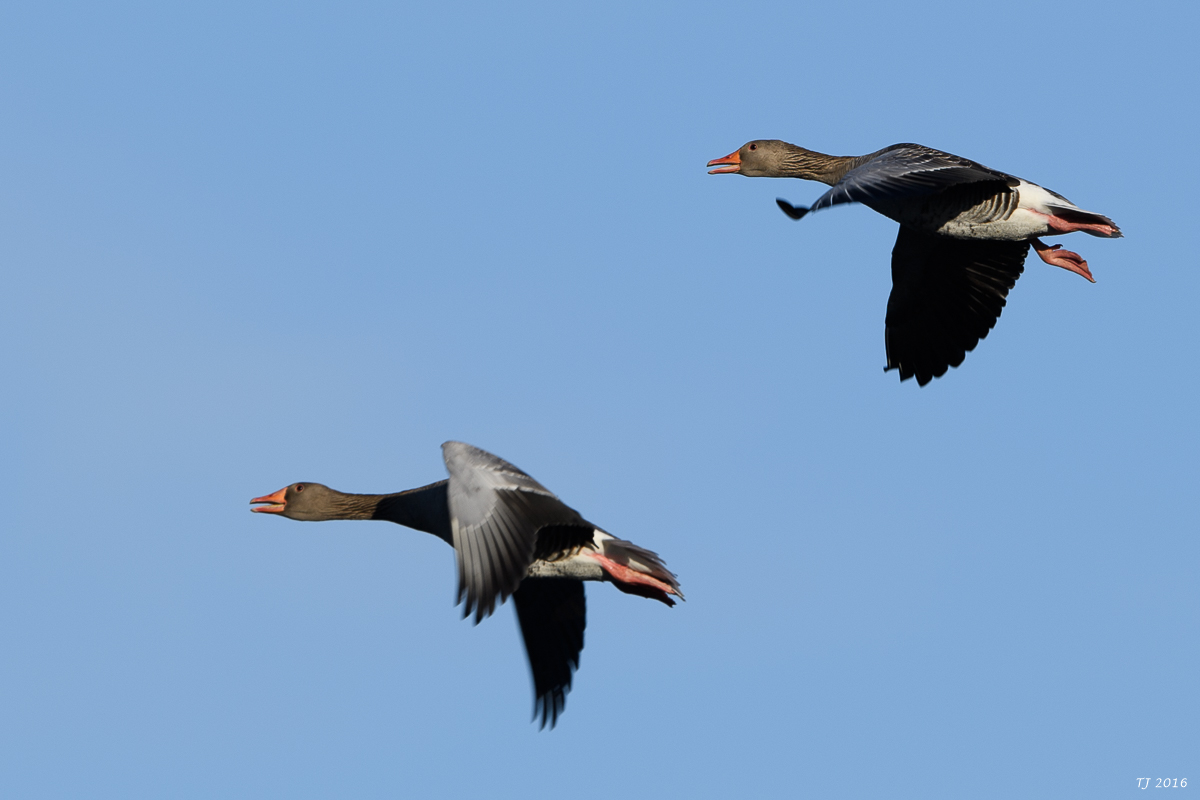 DSC_0501.jpg