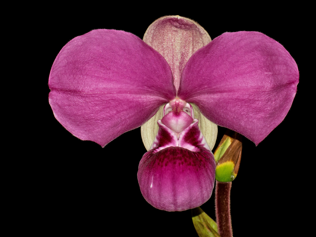 DSC_3003_test4.jpg