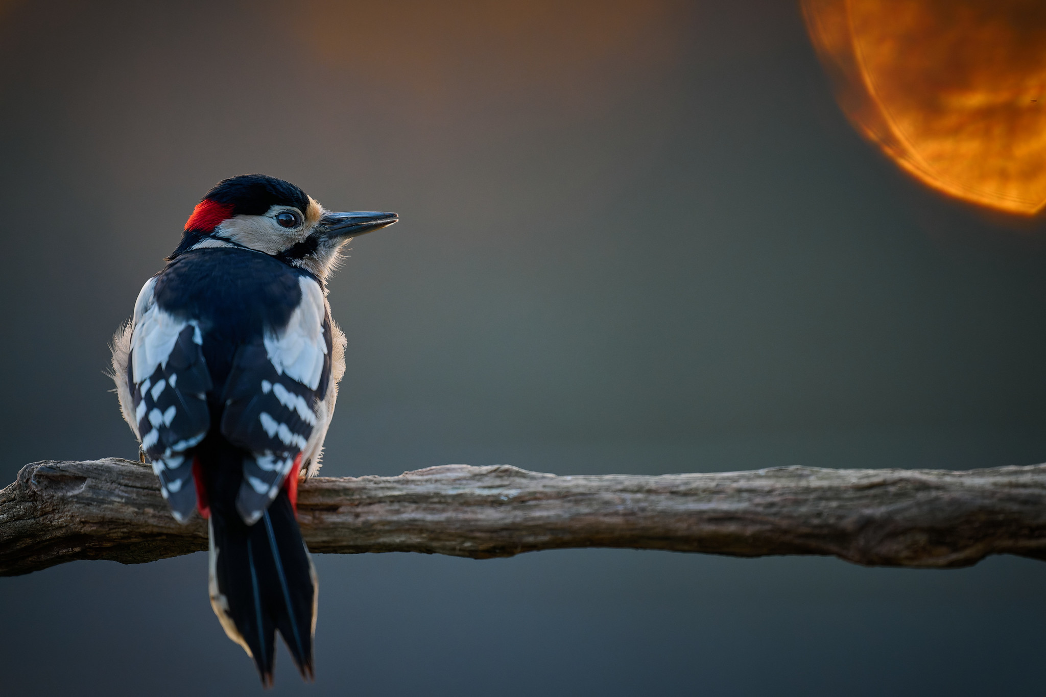 DSC_9180-dng_DxO_DeepPRIME-X4.jpg