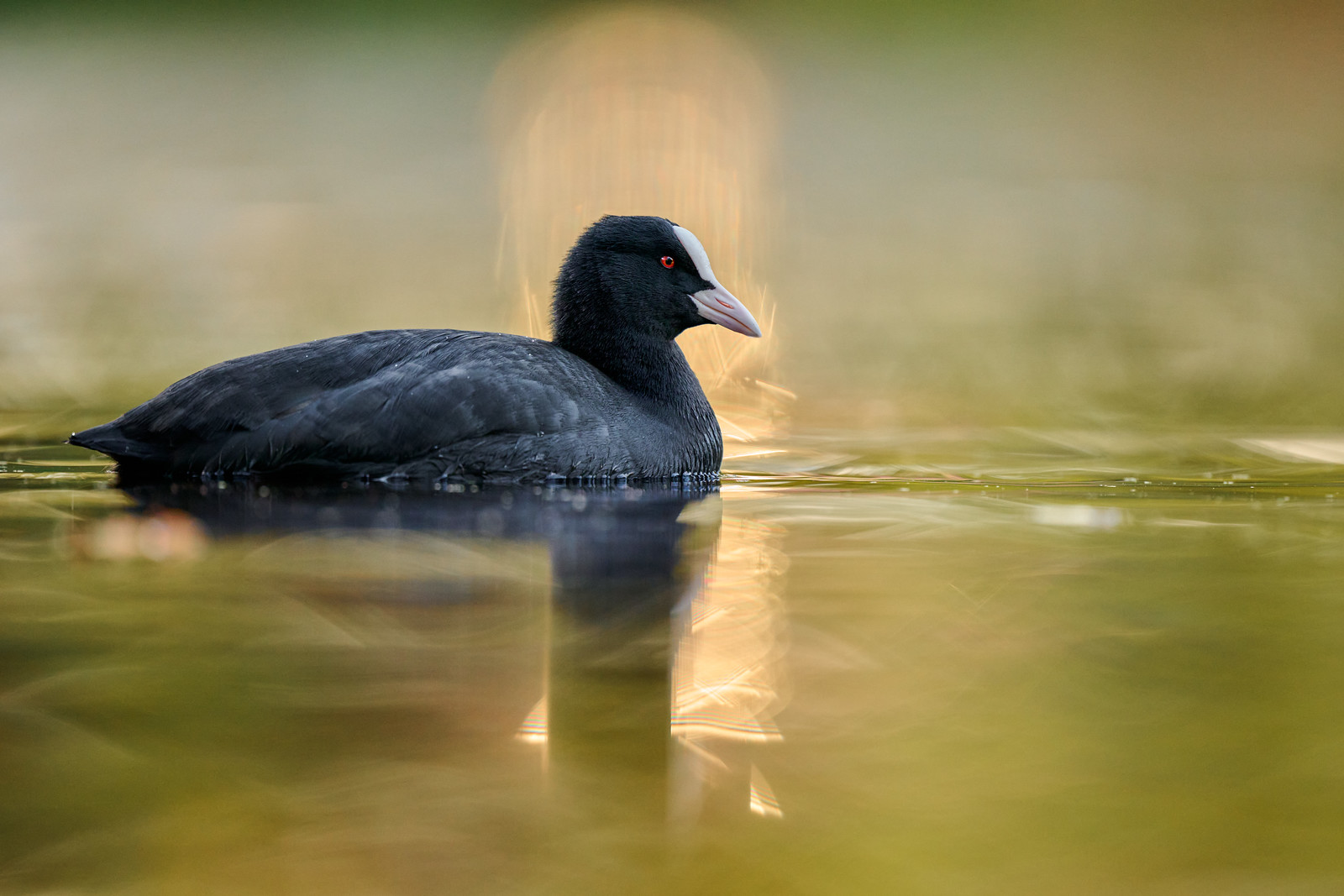 DSC_2078-X3.jpg