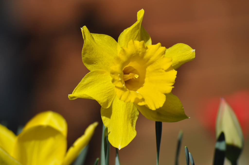 narcissus_pseudonarcissus_by_lenny31337-d3hkuar.jpg