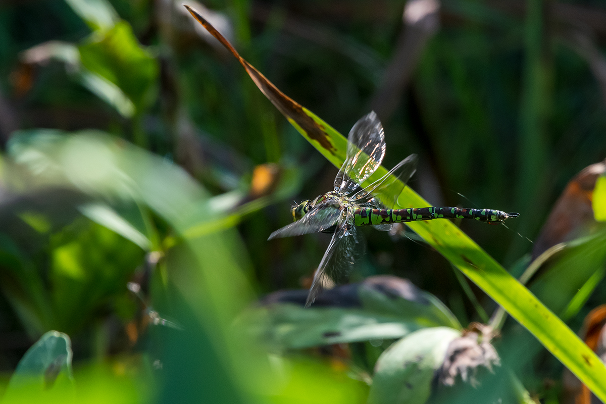 20200921_D500_2696NF.jpg