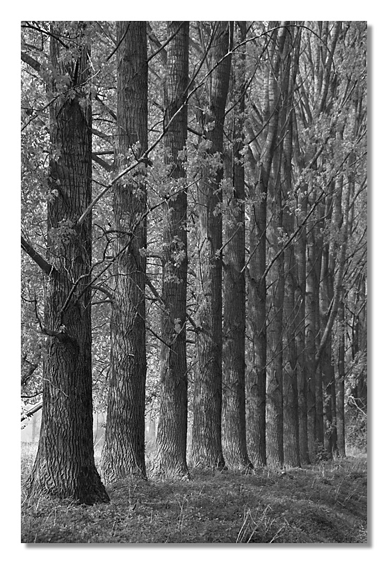 Rheinauen_3925.jpg