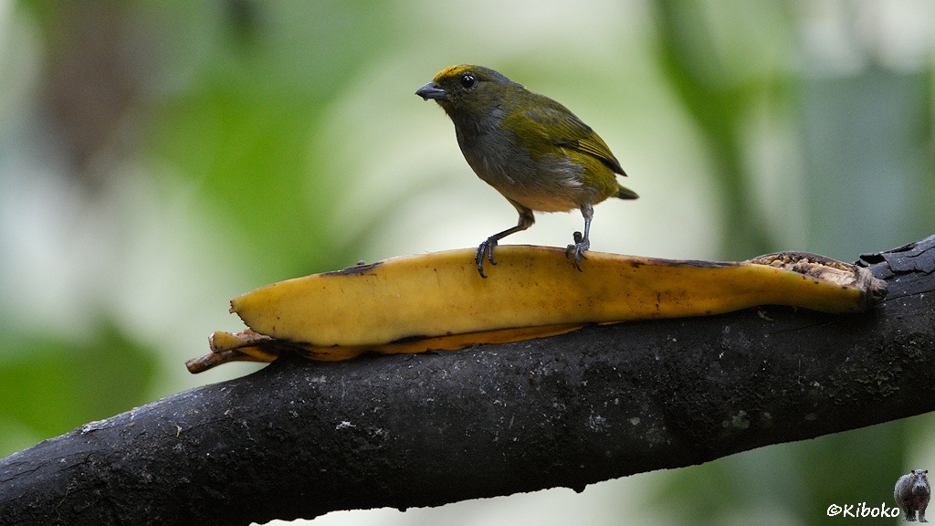 Das Bild zeigt einen kleinen olivgrünen Vogel mit grauem Bauch, gelbem Fleck auf dem Kopf und kurzen schwarzen Schnabel auf dem Rand einer leeren Bananenschlage stehen. Die Bananenschalte ist an einem waagerechten trockenen Ast genagelt.