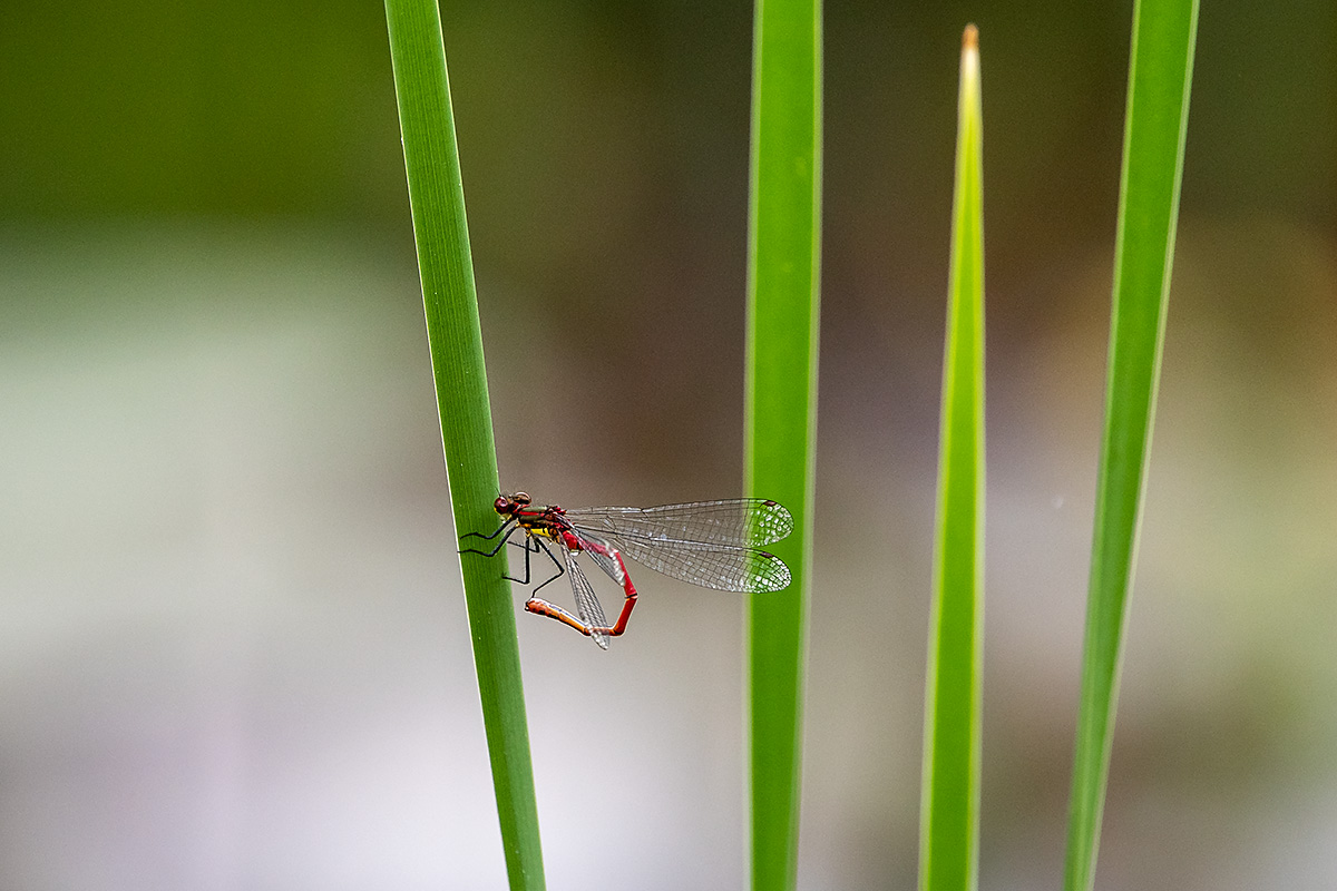 20180512_D500_2379vNF.jpg
