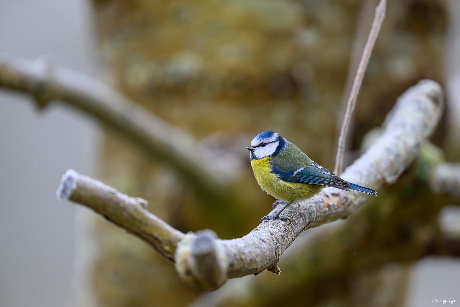 DSC_2414.jpg