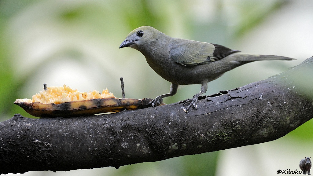 Das Bild zeigt einen grauen-oliven Vogel. Die untere Flügelhälfte ist schwarz. Der Vogel steht afu einem Ast mit einer aufgenagelten Banane. Die Banane ist schon halb leergefuttert.