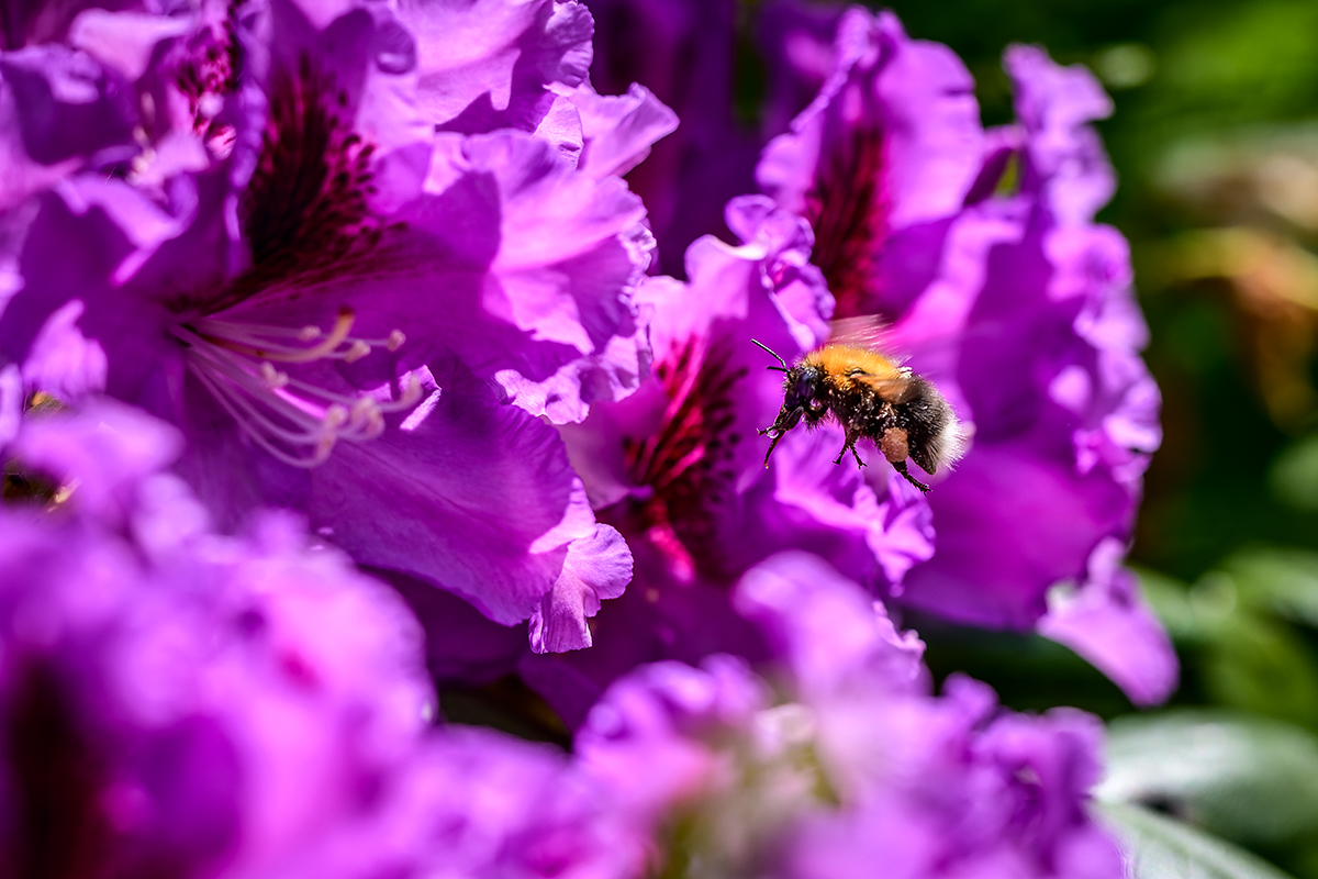 20210530_NZ7_1386_DxONF.jpg
