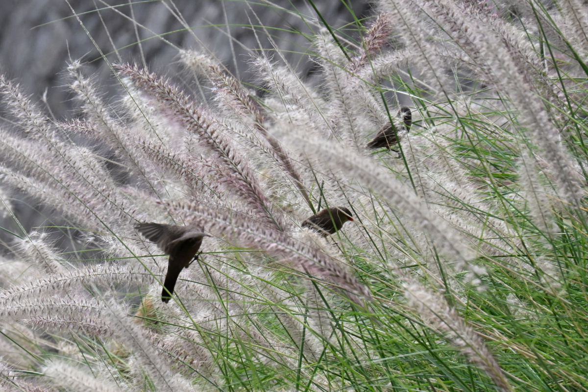 _U010803-crop-1200x800.JPG