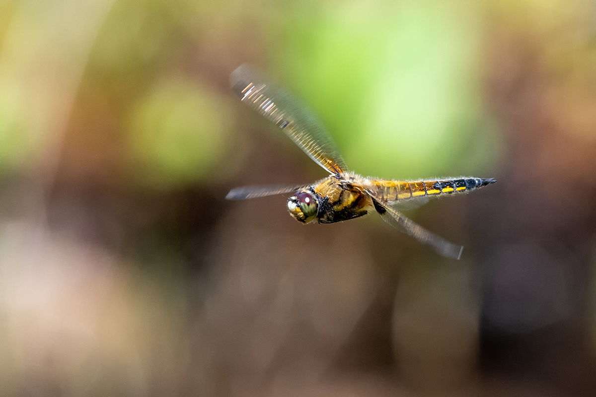 20180507_D500_1370vNF.jpg