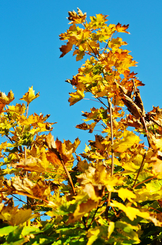 autumn-01.jpg
