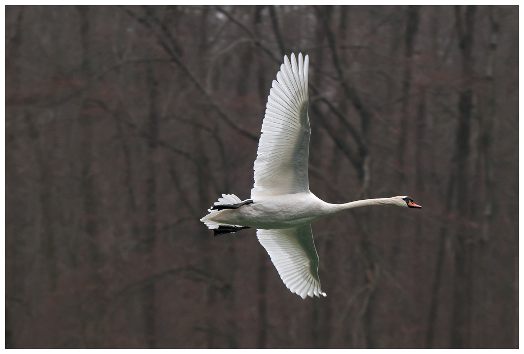 SchwanFlug018.jpg