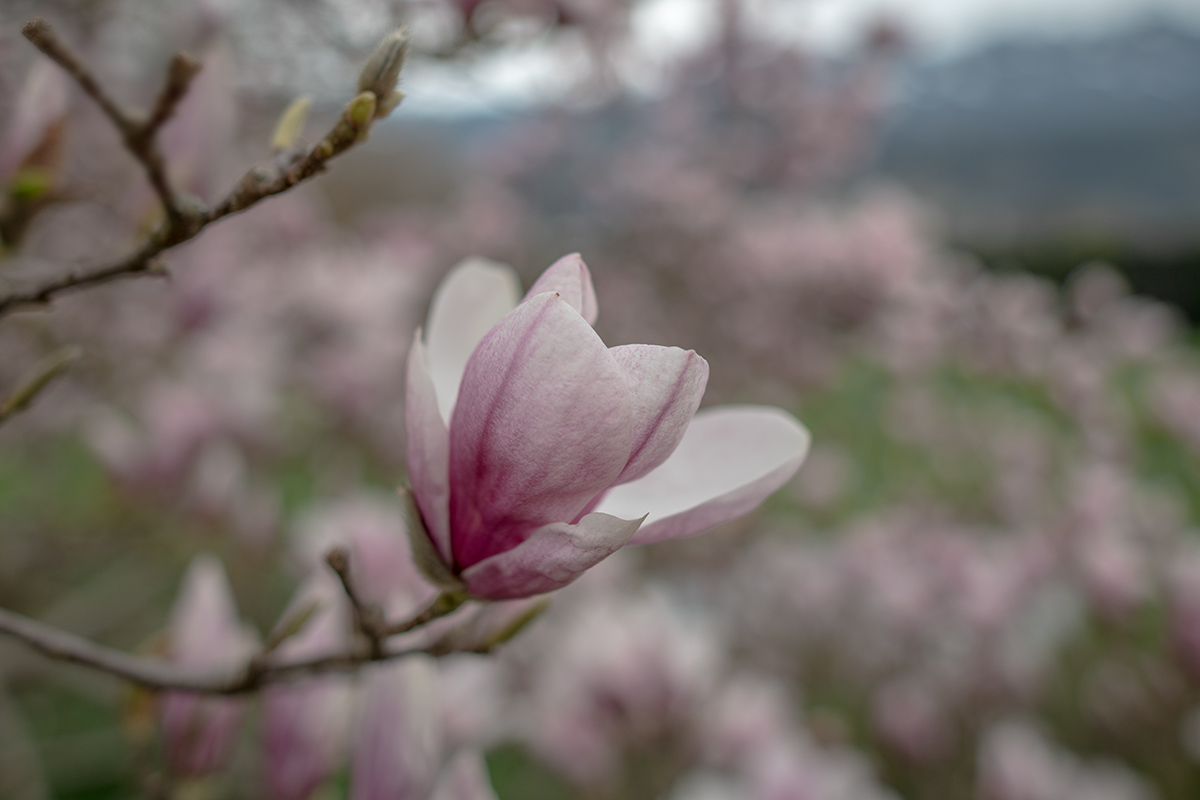 20180409_D850_0238vNF.jpg