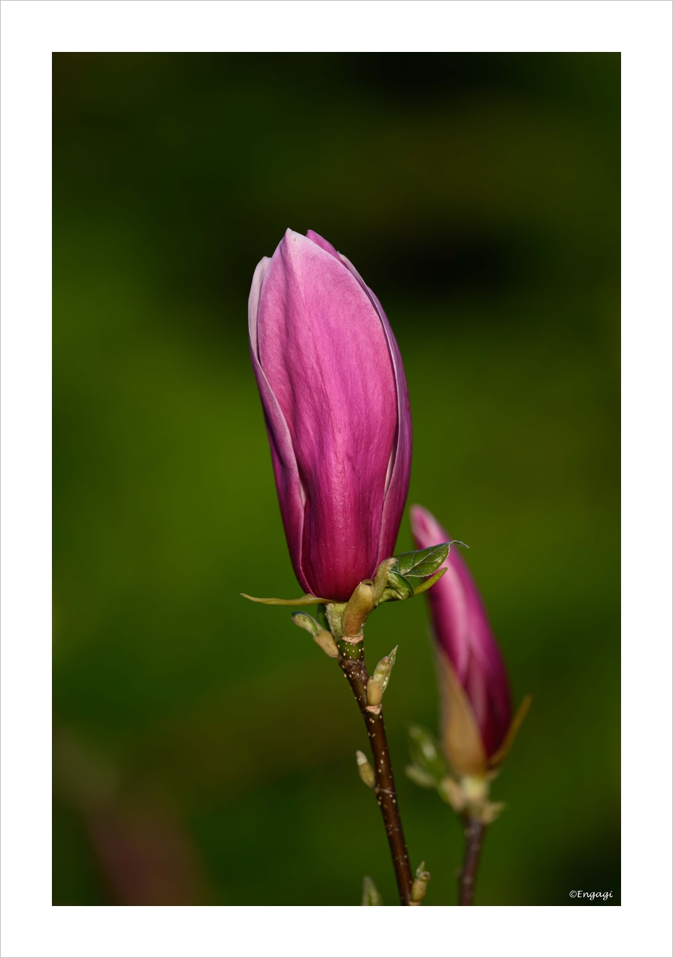 DSC_3367.jpg