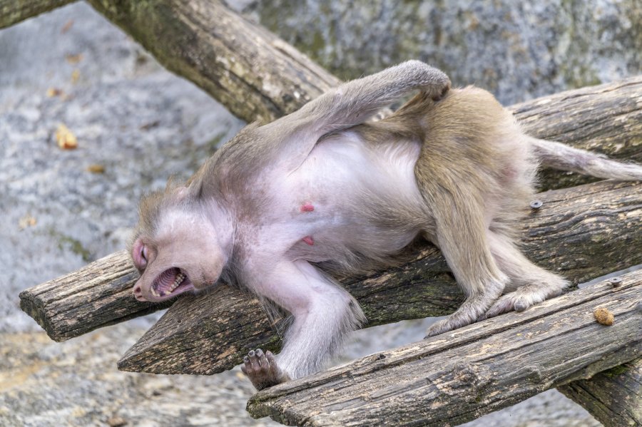 tierpark_haag23_01.jpg