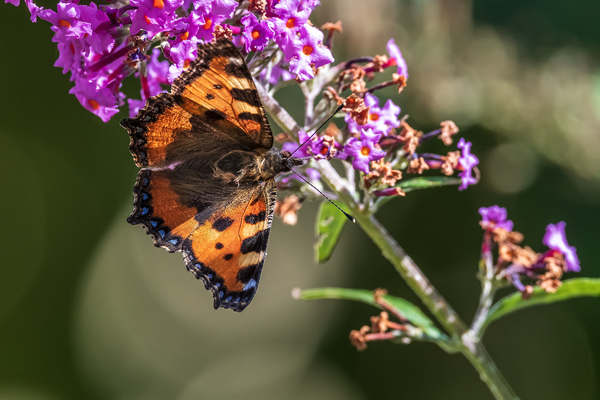 20201001_D500_0249NF.jpg
