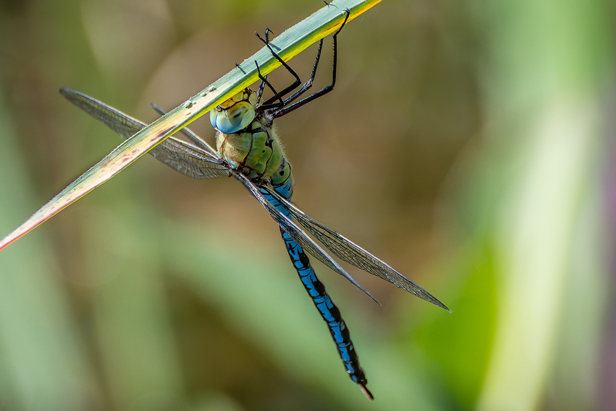 20230711_NZ9_0597_DPNF.jpg