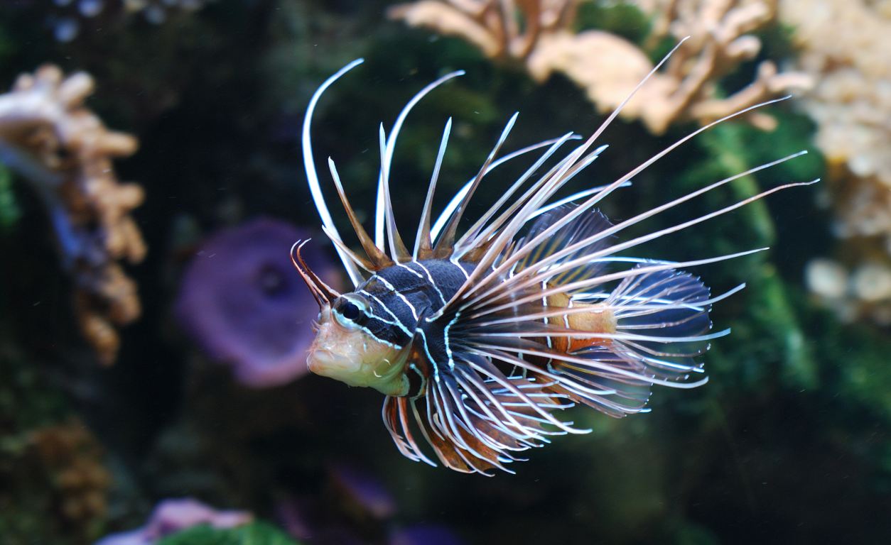Rotfeuerfisch-1.jpg