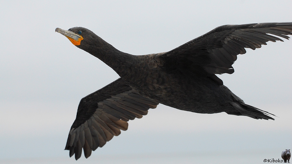Schwarzer Vogel mit grünen Augen und orangenen Fleck um den Schnabelansatz im Flug.